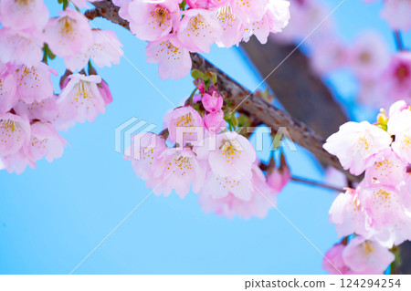 新開的櫻花 124294254