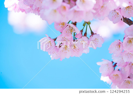 新開的櫻花 124294255