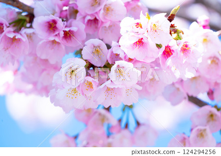 新開的櫻花 124294256