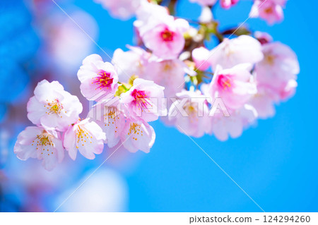 新開的櫻花 新開的櫻花 124294260