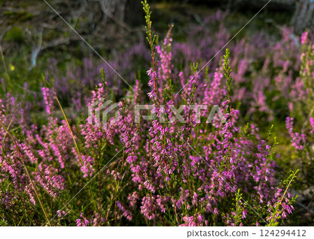 Close-up view of blooming purple heather flowers in a sunlit forest meadow Close-up view of blooming purple heather flowers in a sunlit forest meadow 124294412