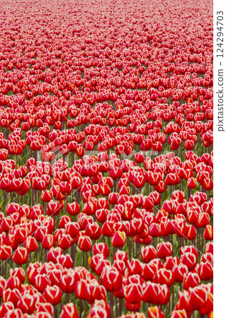 Colorful Tulips Fields, Netherlands 124294703