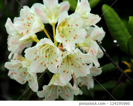 [Mountain scenery] Rhododendrons, Mount Kashima, Nagano Prefecture (2019) 124295060