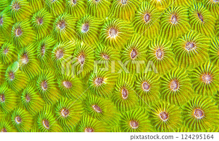 Boulder Coral, Sulawesi 124295164