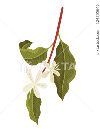 Branch of Coffee Plant with flowers Vector illustration Branch of Coffee Plant with flowers Vector illustration 124295646