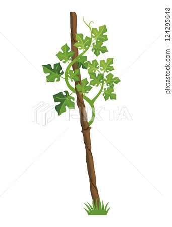 Growing Grapevine Bearing Plants and Vines Growing Grapevine Bearing Plants and Vines 124295648