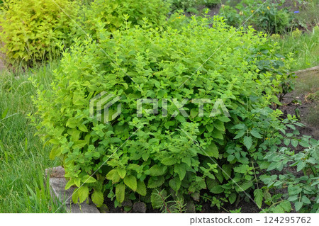 Catnip seedling are planted in village garden. Growing mint in cottage garden. Natural greenery in garden. Protection against pests. Sunny day. Catnip seedling are planted in village garden. Growing mint in cottage garden. Natural greenery in garden. Protection against pests. Sunny day. 124295762