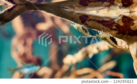 Two Amano shrimps with bellies full of caviar sit on a driftwood in an aquarium upside down 124295821