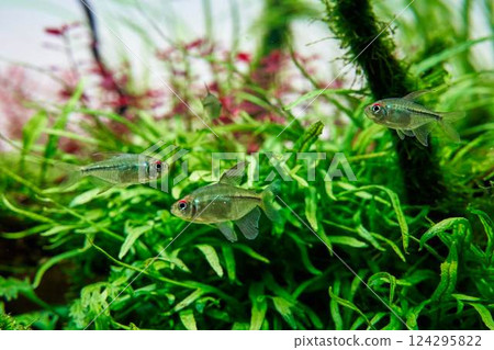 Beautiful tropical freshwater aquarium. Diamond tetra fish in the aquascape with trident fern. Beautiful tropical freshwater aquarium. Diamond tetra fish in the aquascape with trident fern. 124295822