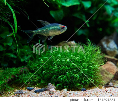 Beautiful tropical freshwater aquarium. Diamond tetra fish in the aquascape with fissidens moss Beautiful tropical freshwater aquarium. Diamond tetra fish in the aquascape with fissidens moss 124295823