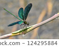 A male blue-tailed dragonfly spreading its beautiful wings 124295884
