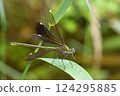 A female blue-tailed dragonfly spreading its wings 124295885