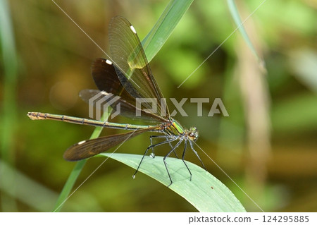 一隻雌性藍尾蜻蜓正在展翅 一隻雌性藍尾蜻蜓正在展翅 124295885
