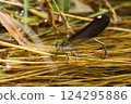 A female blue-tailed dragonfly laying eggs near water 124295886