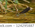 A female blue-tailed dragonfly laying eggs near water 124295887