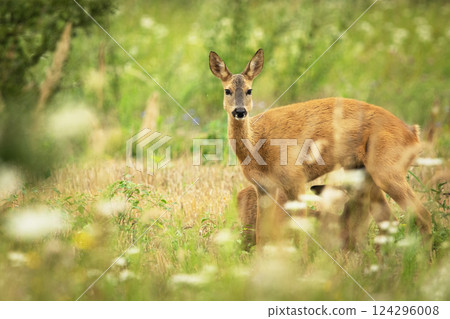 Roe deer with suckling calf in a meadow 124296008