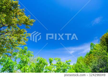 [Early summer material] Fresh green and blue sky [Nagano Prefecture] 124296049