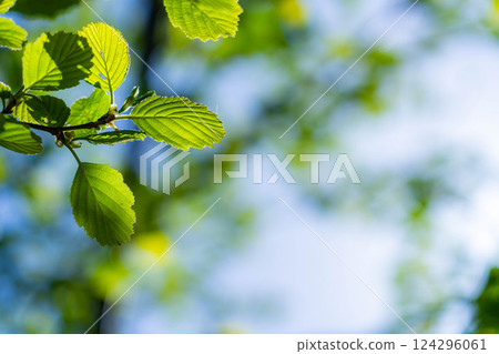 [Early summer material] Fresh green and blue sky [Nagano Prefecture] 124296061