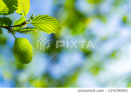 [Early summer material] Fresh green and blue sky [Nagano Prefecture] 124296062