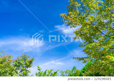 [初夏素材]清新的綠色和藍天[長野縣] 124296065