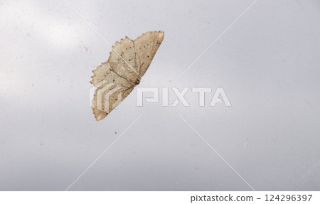 Moth on a glass. Moth on a glass. 124296397