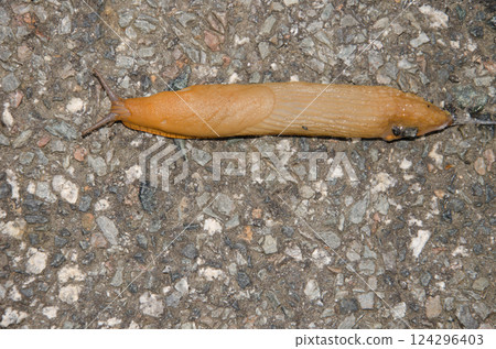 Spanish slug Arion vulgaris. Spanish slug Arion vulgaris. 124296403