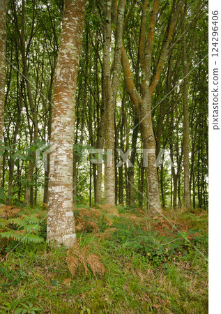 Forest of oaks Quercus sp. 124296406