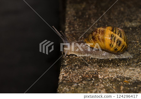 Garden snail Cornu aspersum. 124296417