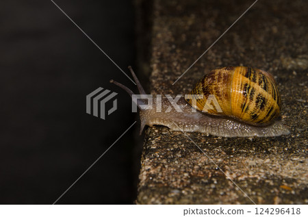 Garden snail Cornu aspersum. 124296418
