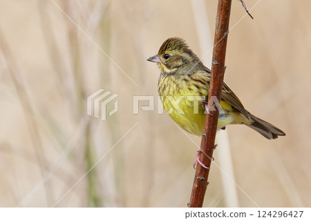 A female Japanese bush warbler in the grassland A female Japanese bush warbler in the grassland 124296427