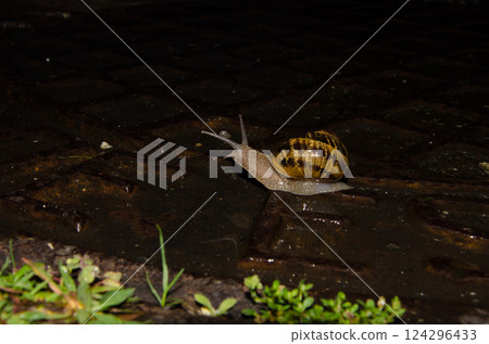 Garden snail Cornu aspersum. 124296433