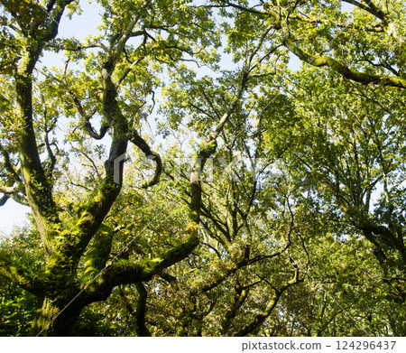 Trees in La Alameda park. Trees in La Alameda park. 124296437