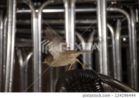 House sparrow taking flight. 124296444