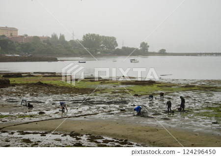 Shellfish gatherers in the Ferrol estuary. 124296450