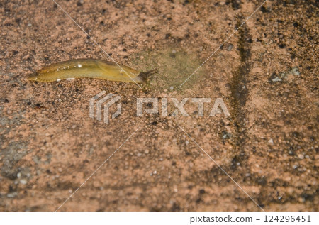 Spanish slug Arion vulgaris. 124296451