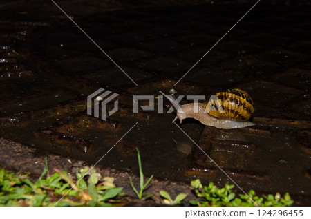 Garden snail Cornu aspersum. 124296455