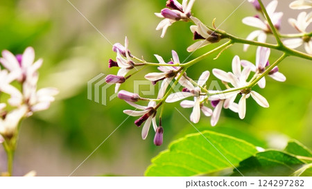 Erotic flowers 124297282