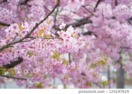 Niiza City Winter Cherry Blossoms Niiza City Winter Cherry Blossoms 124297629