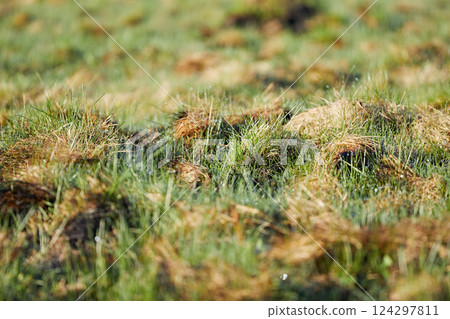 Spring grass with dew drops in bright day, close-up Spring grass with dew drops in bright day, close-up 124297811