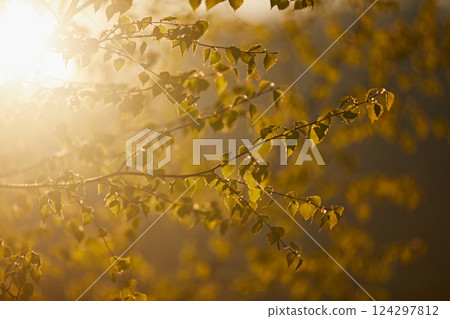 Birch branches with leaves in the sunset rays of the sun. Beautiful spring background Birch branches with leaves in the sunset rays of the sun. Beautiful spring background 124297812