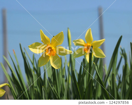 Close-up of yellow daffodil flowers in the morning sun (daffodils in a flowerbed against a blue sky) Close-up of yellow daffodil flowers in the morning sun (daffodils in a flowerbed against a blue sky) 124297856
