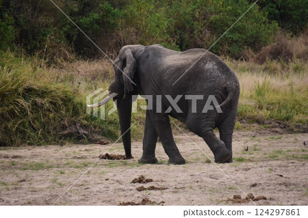 Injured African elephant 124297861