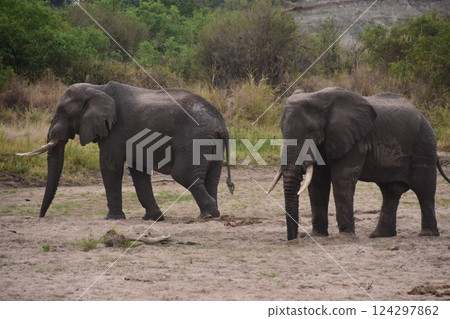 African elephant with injured ears and mouth and its companion African elephant with injured ears and mouth and its companion 124297862