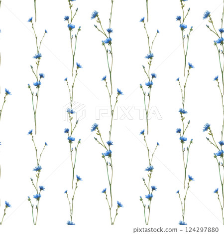 Wildflower, field plant with blue flowers and buds Cornflower or chicory Watercolor hand drawn illustration Botanical realistic clipart for greeting card, summer floral print Isolated white background 124297880