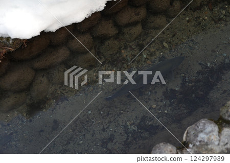 Winter stream Winter stream 124297989