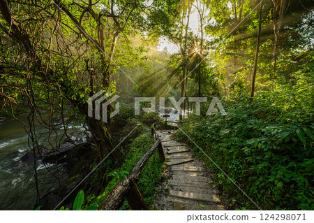 Forest sunbeams shining through the canopy of the trees Forest sunbeams shining through the canopy of the trees 124298071