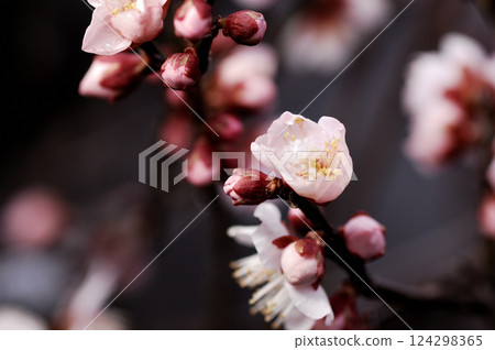 歡迎來到春天 124298365