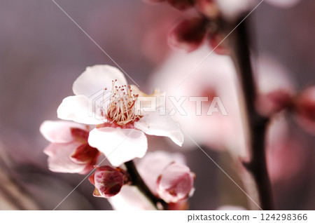 歡迎來到春天 歡迎來到春天 124298366