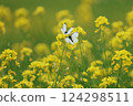 Two cabbage white butterflies resting on rape blossoms 124298511