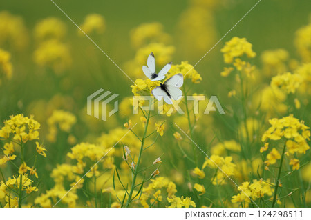 Two cabbage white butterflies resting on rape blossoms 124298511